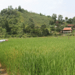 Công ty Kim loại màu Nghệ Tĩnh: Bãi thải đã thành ruộng lúa
